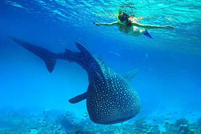 Oslob Whale Shark Snorkeling & Kawasan Canyoning Tour - The 3:00 a.m. pickup and the road south