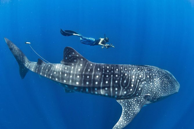 Oslob Whale Shark Snorkeling & Pescador & Sardine Run & Turtle - What makes this Cebu day trip worth considering
