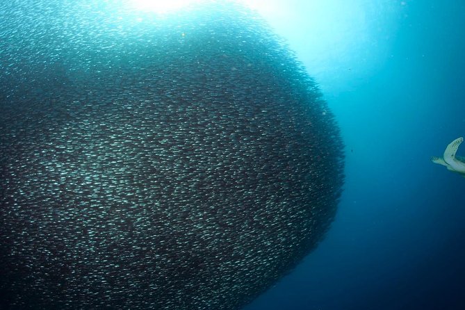 Oslob Whale Shark Snorkeling & Pescador & Sardine Run & Turtle - Oslob whale sharks: thrilling, crowded, and carefully managed