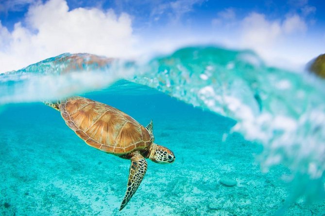 Oslob Whale Shark Snorkeling & Pescador & Sardine Run & Turtle - Breakfast is simple, lunch is more substantial