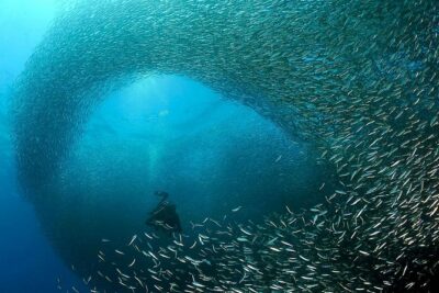 Oslob Whale Shark Snorkeling & Pescador & Sardine Run & Turtle