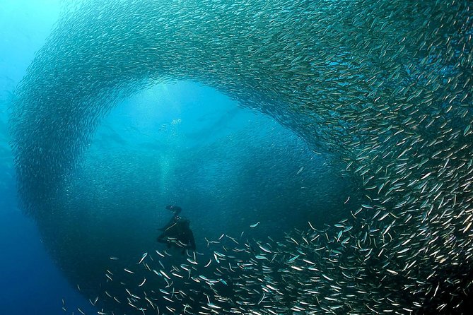 Oslob Whale Shark Snorkeling & Pescador & Sardine Run & Turtle - Tumalog Falls gives you a cool break