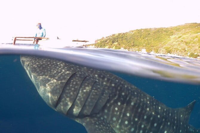 Oslob Whale Shark & Tumalog Waterfalls & Sumilon Sandbar - Snorkeling with Oslob’s whale sharks