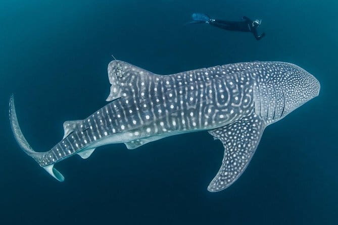 Oslob Whale Shark & Tumalog Waterfalls & Sumilon Sandbar - Two hours at Sumilon Sandbar