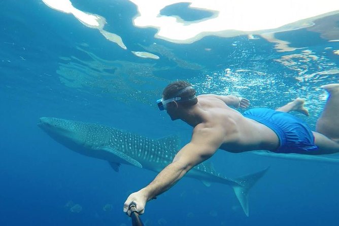 Oslob Whale Shark Watching - Booking, cancellation, and weather rules