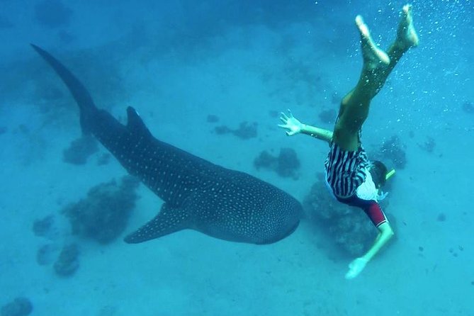 Oslob Whale Shark Watching - Arriving at Oslob and preparing for the water