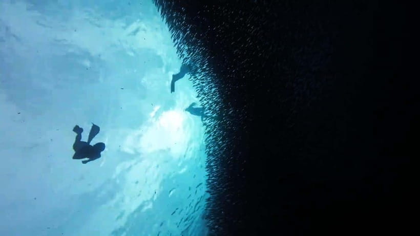 Oslob: Whale Sharks, Inambakan Falls & Moalboal Sardines - Who will enjoy this Cebu day trip