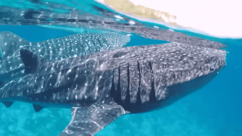 Oslob: Whale Sharks, Tumalog Falls & Sumilon Trio Adventure - Key points at a glance