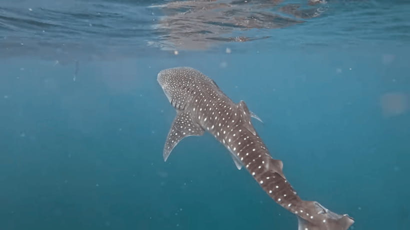 Oslob: Whale Sharks, Tumalog Falls & Sumilon Trio Adventure - Breakfast after the marine encounter