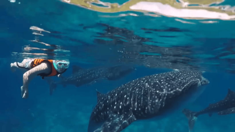 Oslob: Whale Sharks, Tumalog Falls & Sumilon Trio Adventure - What to pack for a smoother day