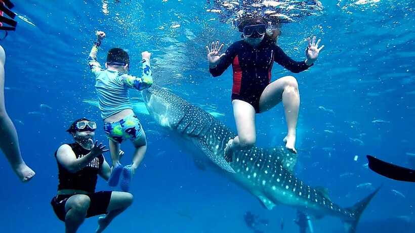 Oslob: Whaleshark Swimming, Inambakan Falls & Moalboal Tour - Who will enjoy this tour most