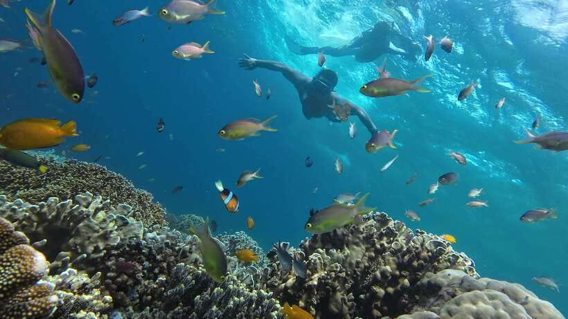 Oslob: Whaleshark Swimming, Inambakan Falls & Moalboal Tour - Practical packing and timing advice