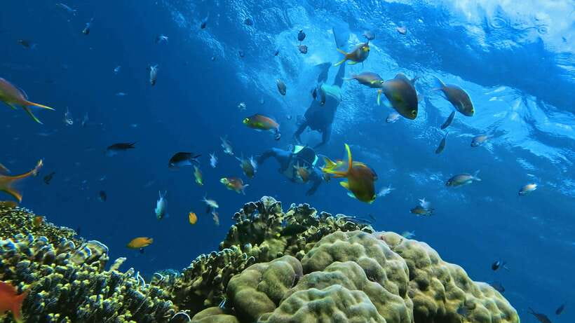 Oslob: Whaleshark Swimming, Inambakan Falls & Moalboal Tour - Leaving before sunrise for Oslob