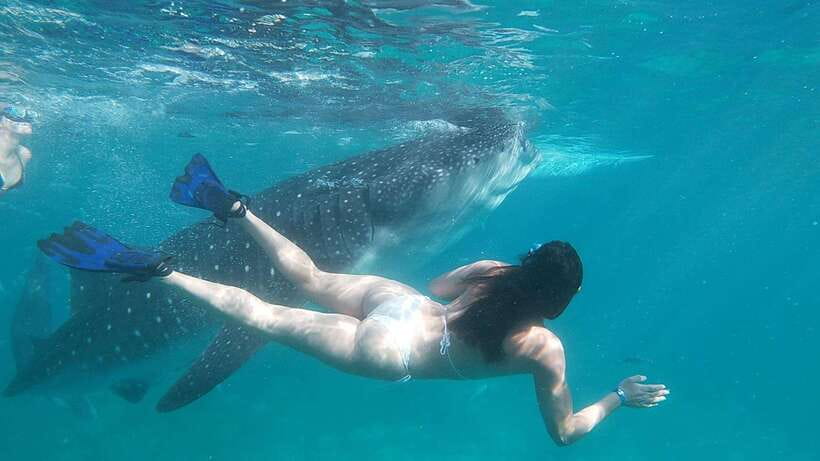 Oslob: Whaleshark Swimming, Tumalog Falls & Sumilon Island - What the $112 price really covers