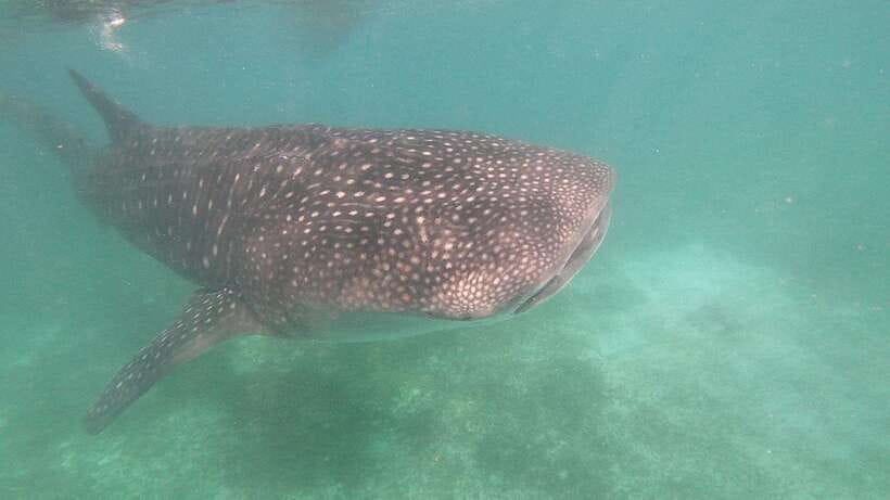 Oslob: Whaleshark Watching, Sumilon Island & Monkey Viewing - Monkey viewing is brief but entertaining