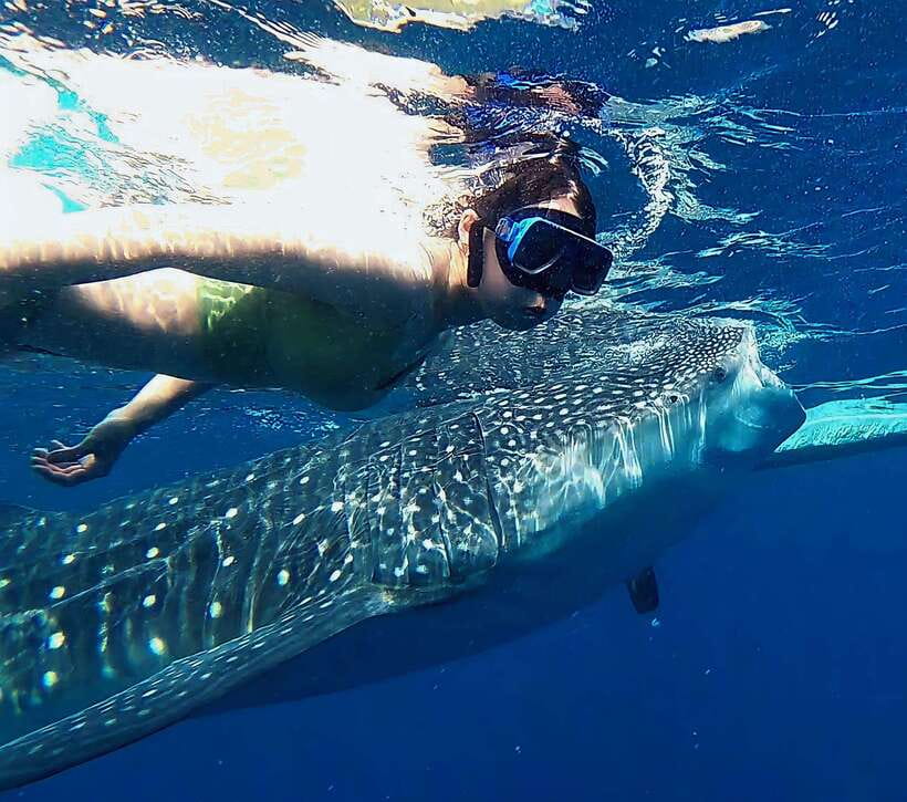 Oslob: Whaleshark Watching, Tumalog Falls & Sumilon Island - Oslob whale shark watching and the long wait