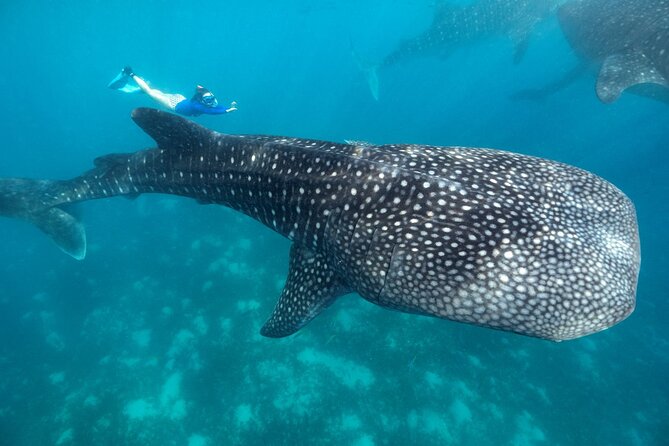Oslob Whaleshark with Sumilon Island - Why this southern Cebu day is more than a whale shark trip