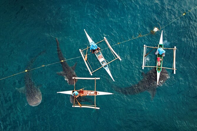Oslob Whaleshark with Sumilon Island - The private format and group size