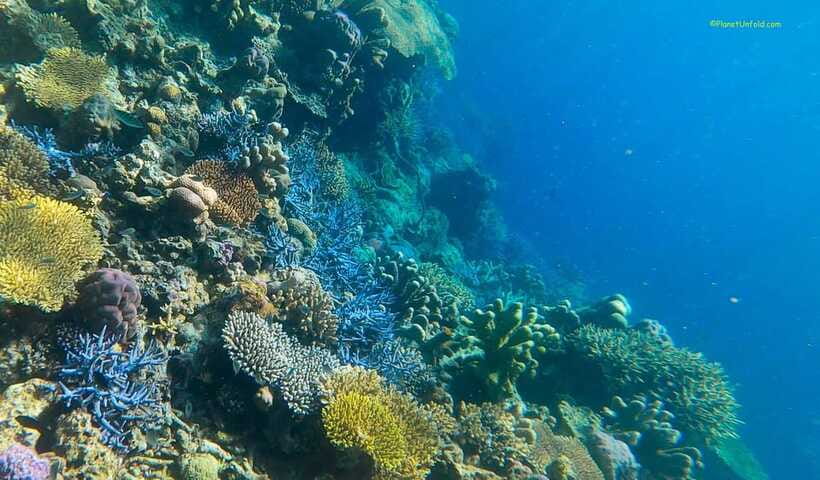 Palawan: Coron Island Super Ultimate Private Tour - Coral Garden and Reef Garden are the best stops for marine life