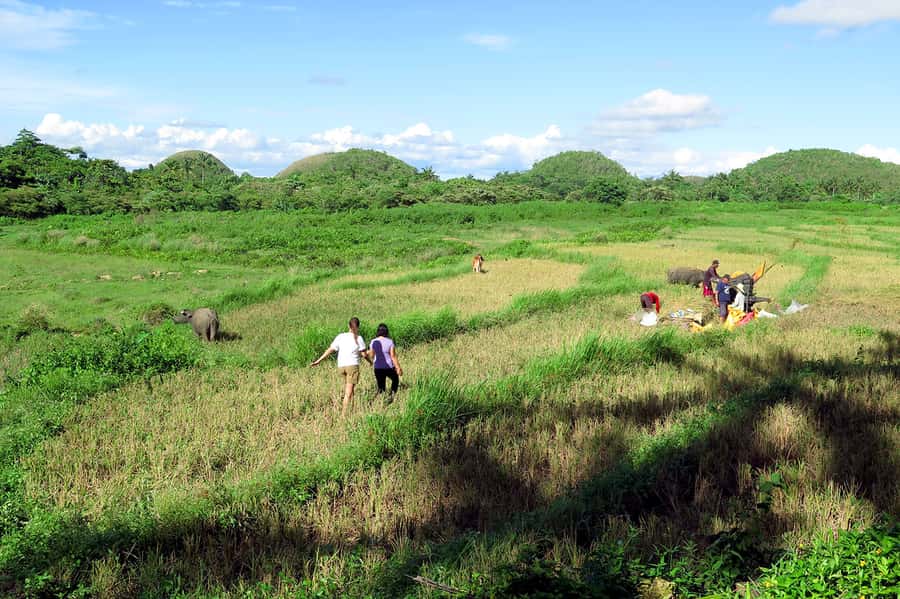 Panglao: Dao, Forests, and Tarsier Sanctuary Tour with Lunch - Why this Bohol tour feels different from a standard sightseeing loop