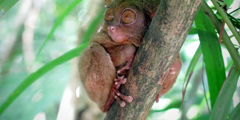 Panglao: Dao, Forests, and Tarsier Sanctuary Tour with Lunch - Walking under Bilar’s mahogany trees