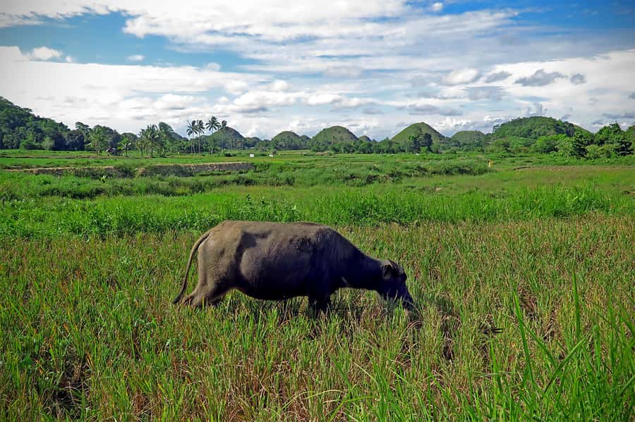 Panglao: Dao, Forests, and Tarsier Sanctuary Tour with Lunch - Guides, drivers, and the private vehicle