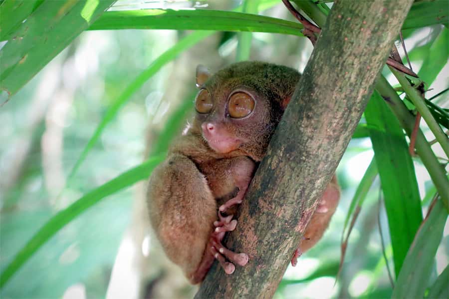 Panglao: Dao, Forests, and Tarsier Sanctuary Tour with Lunch - Starting in Panglao and reaching Tagbilaran market