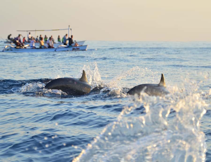 Panglao: Island Hopping w/Balicasag (Shared) - What the shared format means on the water