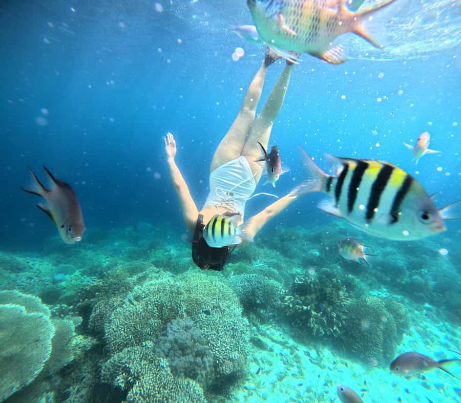 Panglao: Island Hopping w/Balicasag (Shared) - Dolphin watching from Panglao