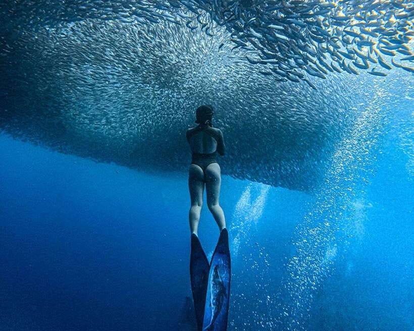 Panglao: Napaling Reef and Sardines Freediving Experience - What happens at Napaling Reef
