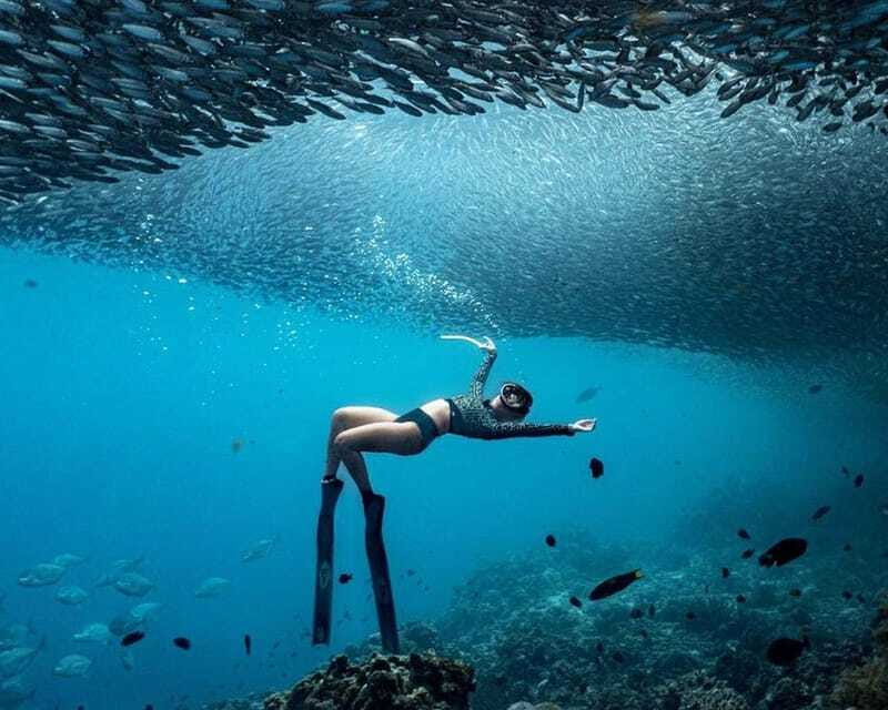 Panglao: Napaling Reef and Sardines Freediving Experience - Sardines, coral, and marine life beneath Panglao