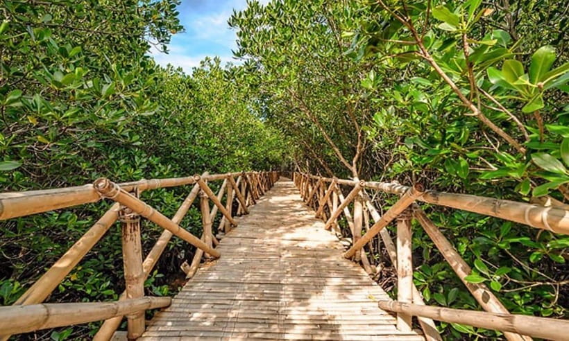 Panglao: Private Cave Pool, Beach & Scenic Day Tour - South Farm or Mangrove Walk for the final stop