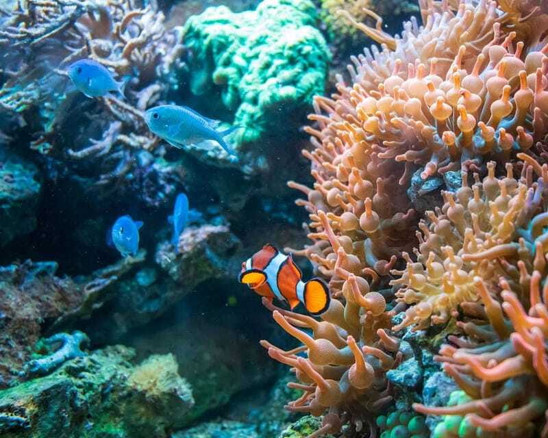 Panglao: Snorkeling at NapalingReef with Sardines Experience - What to bring and what to expect afterward
