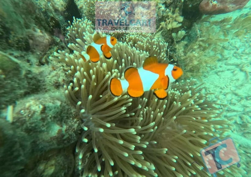 PORT BARTON: Full-day Shared Island Hopping Tour A - The sandbar and its starfish