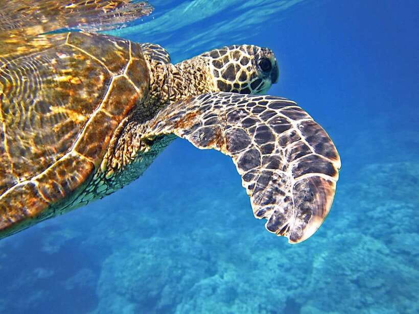 Port Barton: Island Hopping to Turtle Spot & Reef with Lunch - Why Port Barton works so well for island hopping