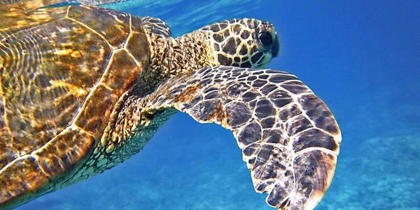 Port Barton: Island Hopping to Turtle Spot & Reef with Lunch - Twin Reef and the underwater scenery