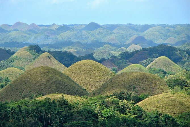 Private Bohol and Chocolate Hills with Loboc River Cruise - The road through Bilar’s mahogany forest