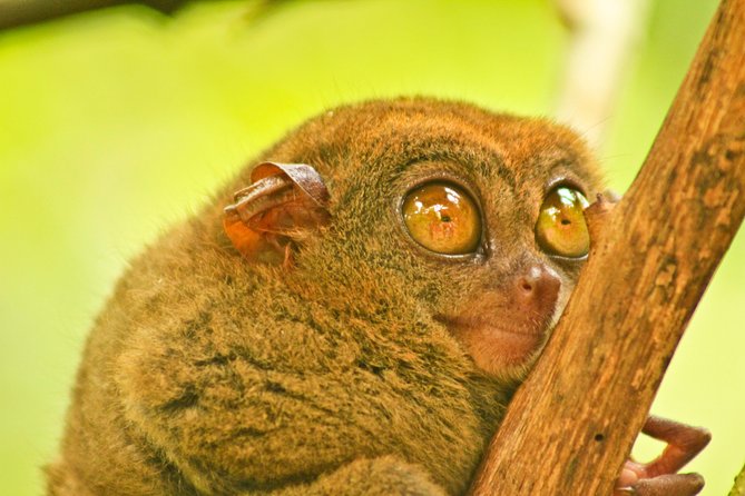 Private Day Trip Cebu to Bohol w/ Chocolate Hills & Loboc Cruise - A buffet lunch on the Loboc River