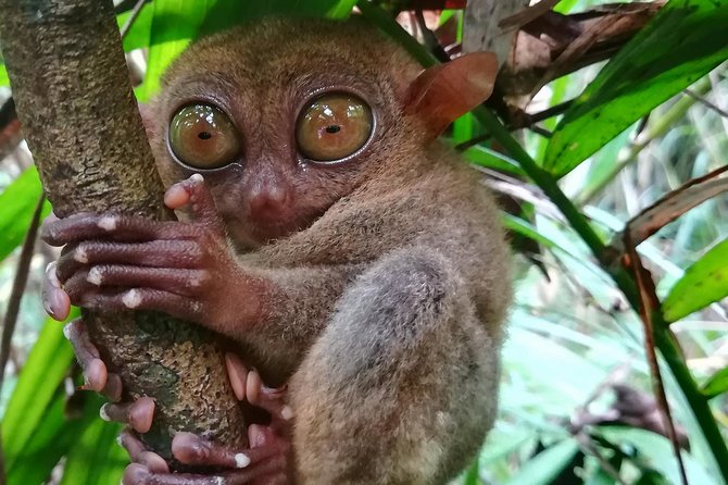 Private Day Trip Cebu to Bohol w/ Chocolate Hills & Loboc Cruise - What the $285 price really buys you