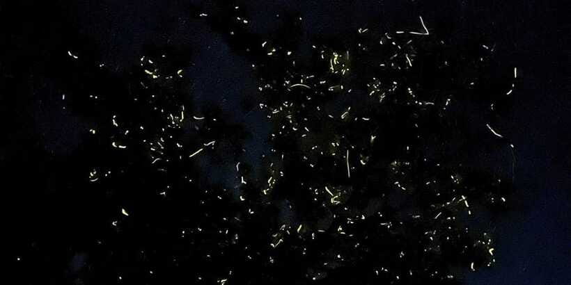 Private Firefly Watching Night Cruise on Bohol Abatan River - How private is the experience?