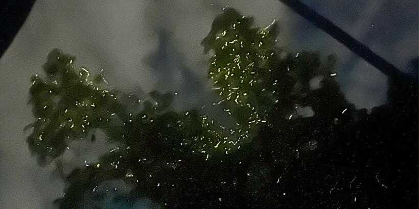 Private Firefly Watching Night Cruise on Bohol Abatan River - Should you book the Abatan River firefly cruise?