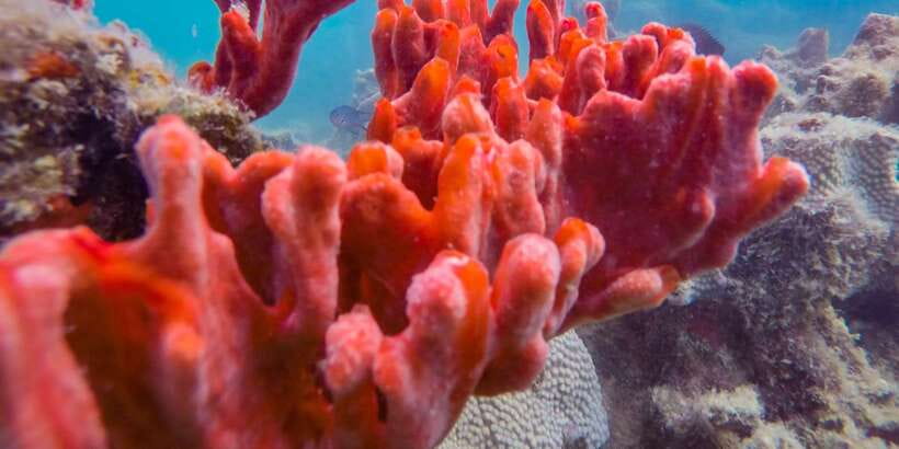 Puerto Princesa: Private Honda Bay Island Hopping Tour - Cowrie Island gives the day its longest pause