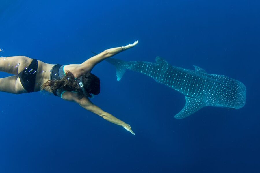 Puerto Princesa: Swim with Whale Sharks Boat Cruise - Why this Puerto Princesa whale shark trip is different