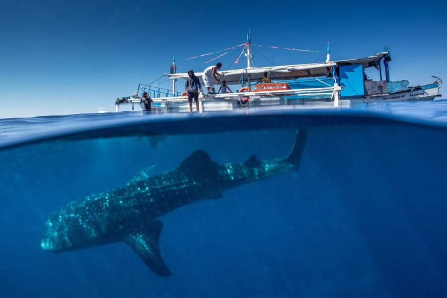 Puerto Princesa: Swim with Whale Sharks Boat Cruise - From your hotel to Baywalk