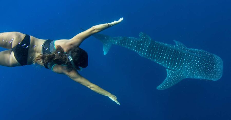 Puerto Princesa: Swim with Whale Sharks Boat Cruise - Entering the water with the whale sharks