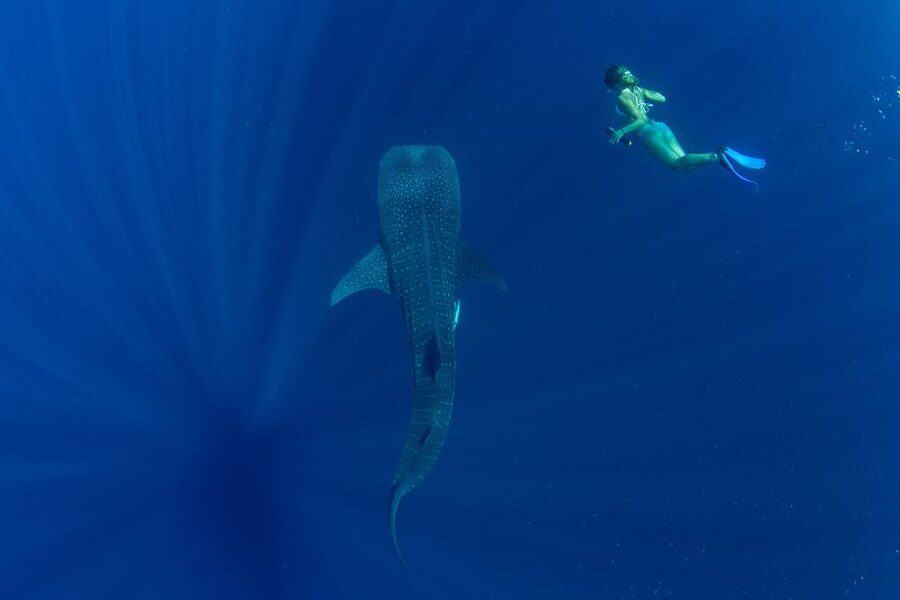 Puerto Princesa: Swim with Whale Sharks Boat Cruise - What the ethical approach means in practice