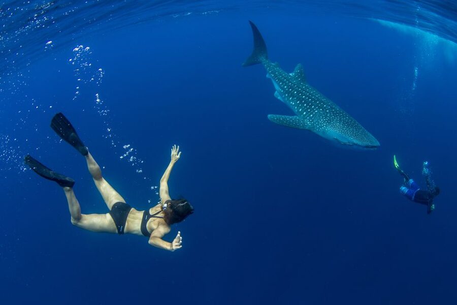 Puerto Princesa: Swim with Whale Sharks Boat Cruise - The boat ride and the search at sea