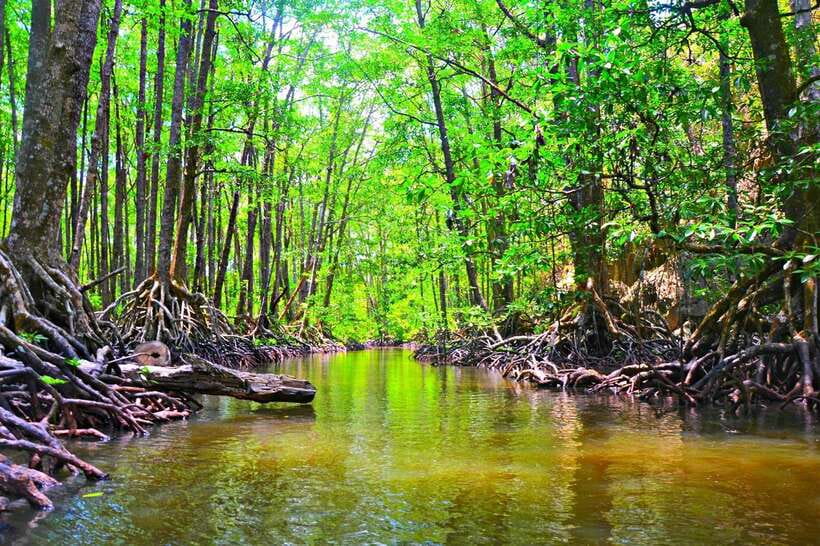 Puerto Princesa: Underground River, Zipline, Paddleboat Tour - Guides, drivers, and how the day is handled