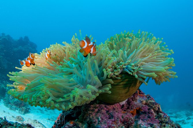 Scuba Diver Course (PADI) - Starting at Scotty’s inside Shangri-La Mactan