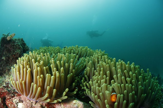 Scuba Diving in Boracay: SSI Basic Diver for Beginners - What happens during the four hours